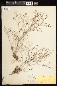 Eriogonum cernuum image