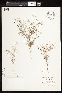 thumbnail image of current specimen
