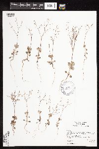 thumbnail image of current specimen
