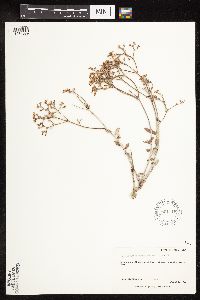 Eriogonum corymbosum image