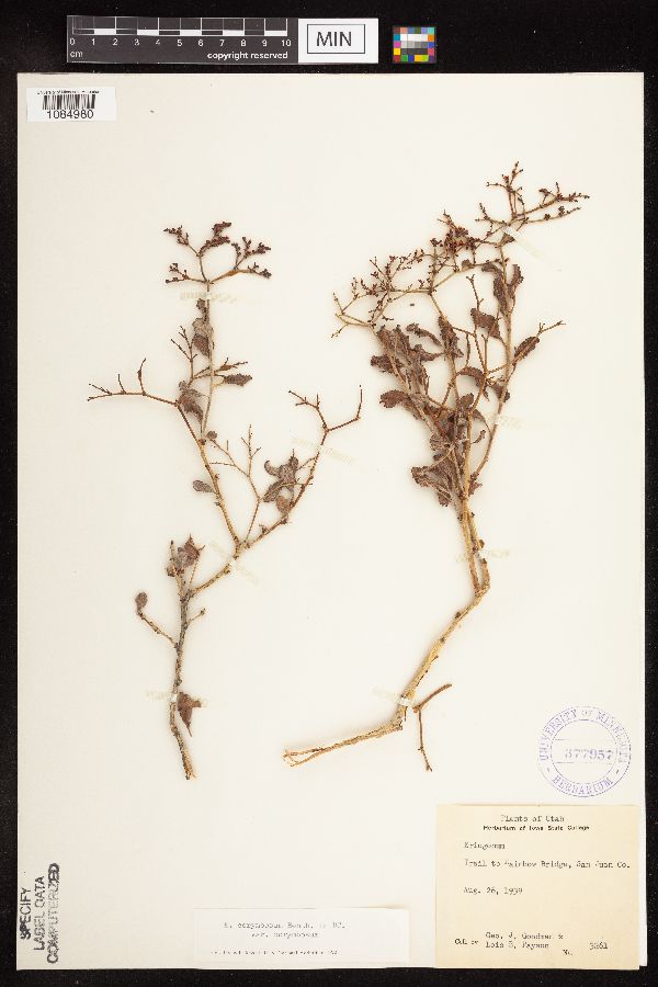 Eriogonum corymbosum var. corymbosum image