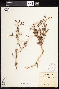 Eriogonum corymbosum image