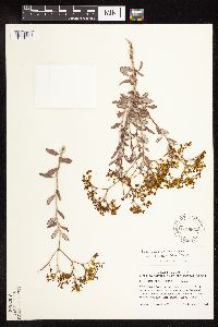 Eriogonum corymbosum image