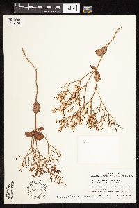 Eriogonum corymbosum image