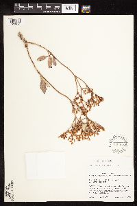 Eriogonum corymbosum image