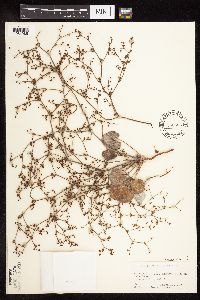 Eriogonum deflexum image