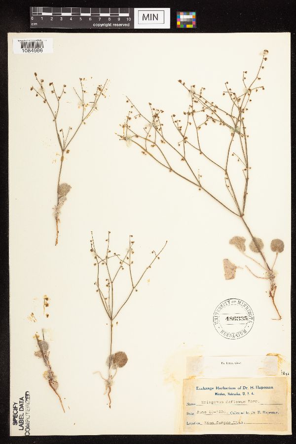 Eriogonum deflexum image