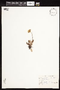 thumbnail image of current specimen