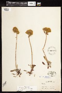 Thumbnail image of current specimen