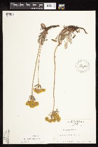 Thumbnail image of current specimen