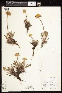 Thumbnail image of current specimen