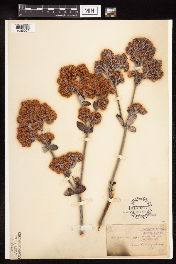 Eriogonum giganteum image