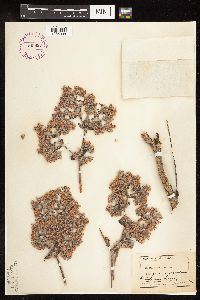 Eriogonum giganteum image