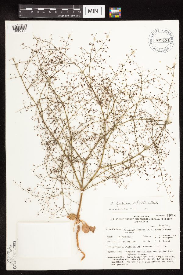Eriogonum glandulosum image