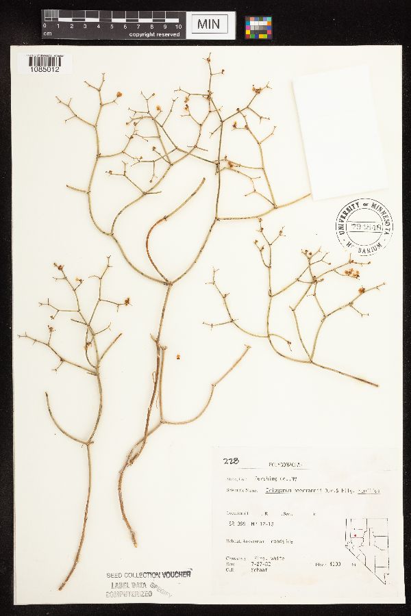 Eriogonum heerrmannii var. humilius image
