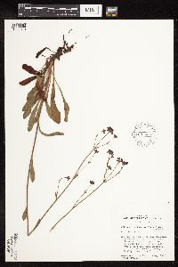 Eriogonum hemipterum image