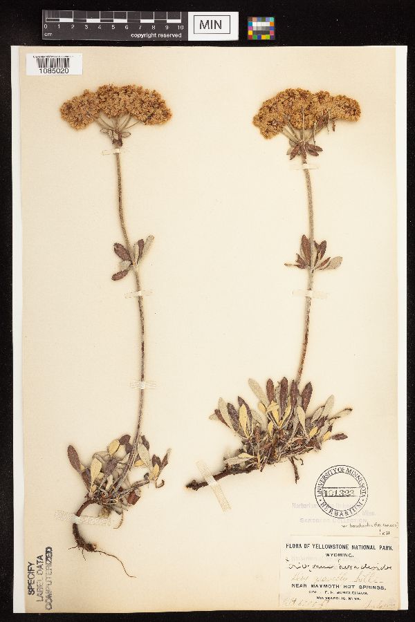 Eriogonum heracleoides var. heracleoides image