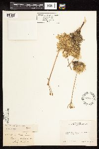 Eriogonum incanum image