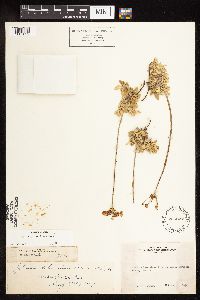 Eriogonum incanum image