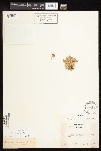 Eriogonum incanum image