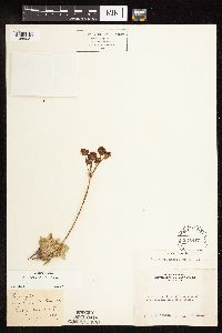 Eriogonum incanum image