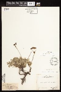 Eriogonum incanum image