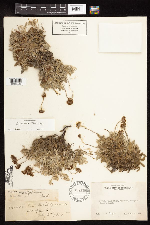 Eriogonum incanum image