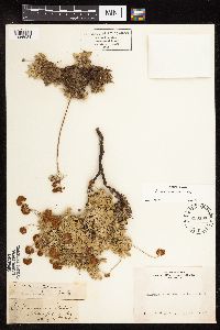 Eriogonum incanum image
