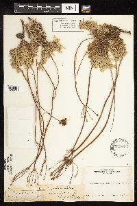 Eriogonum incanum image