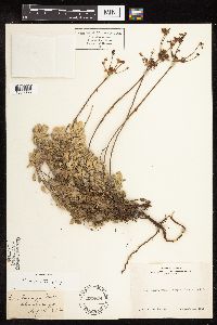 Eriogonum incanum image
