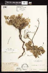 Eriogonum incanum image