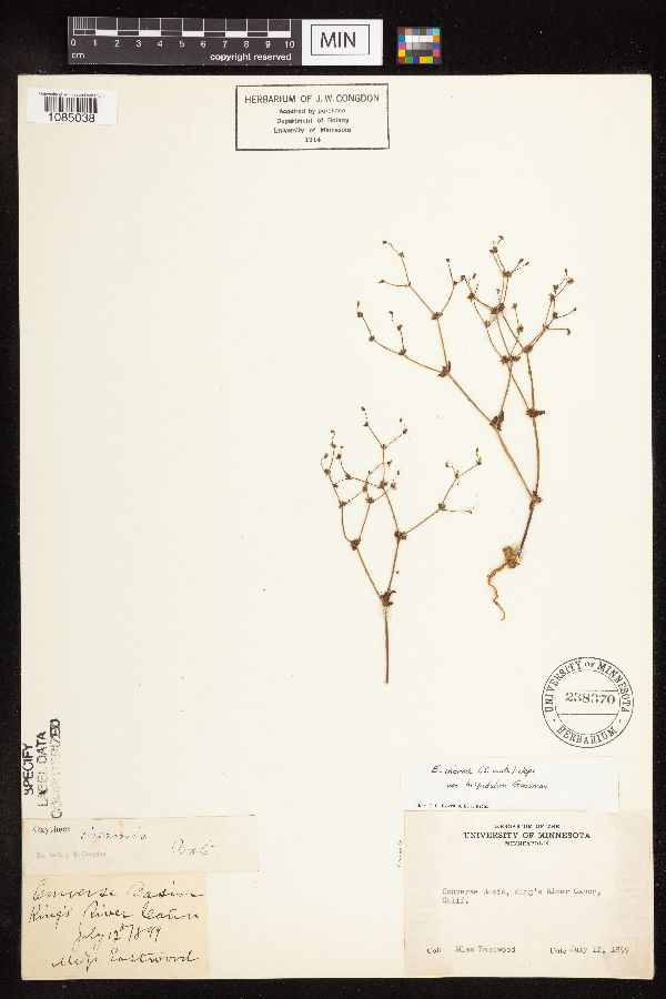 Eriogonum inerme var. hispidulum image
