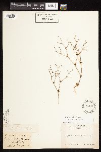 Eriogonum inerme image