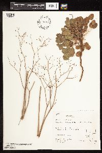 thumbnail image of current specimen