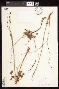 thumbnail image of current specimen