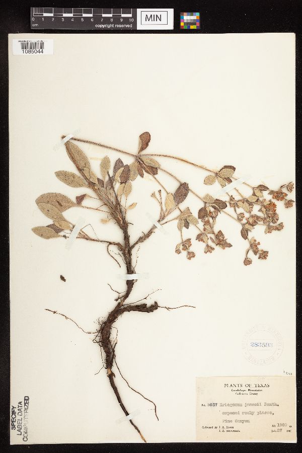 Eriogonum jamesii image