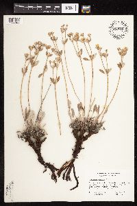 Eriogonum jamesii image