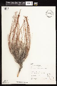thumbnail image of current specimen