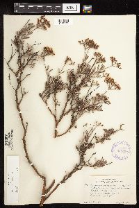 Eriogonum microthecum var. laxiflorum image