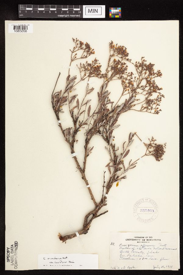 Eriogonum microthecum var. laxiflorum image