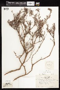 Eriogonum microthecum var. laxiflorum image