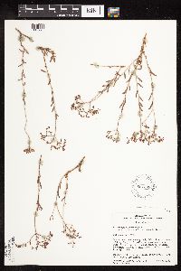 thumbnail image of current specimen