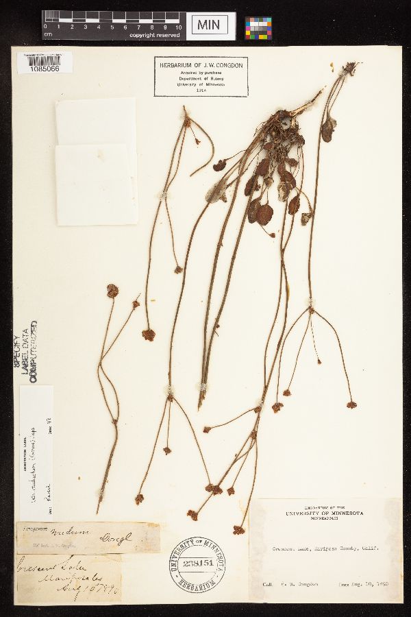 Eriogonum nudum var. deductum image