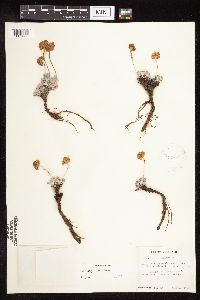 Eriogonum ovalifolium var. depressum image