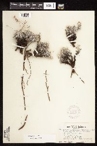 Eriogonum ovalifolium var. depressum image