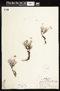 Eriogonum ovalifolium var. depressum image