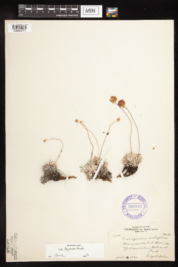 Eriogonum ovalifolium var. depressum image