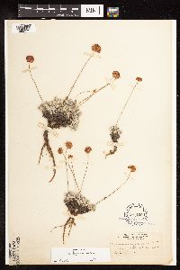 Eriogonum ovalifolium var. depressum image