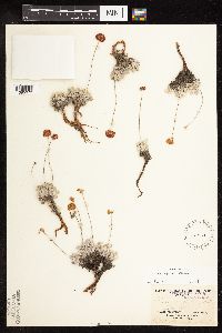 Eriogonum ovalifolium var. depressum image