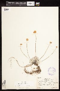 Eriogonum ovalifolium var. depressum image